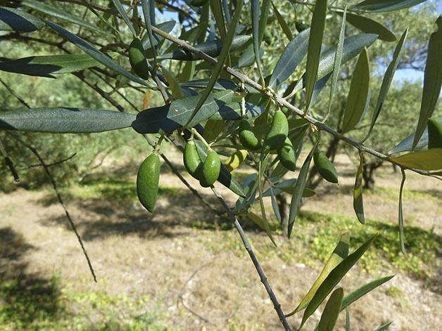 CALAMITÉS AGRICOLES – pertes de récoltes d&rsquo;olives