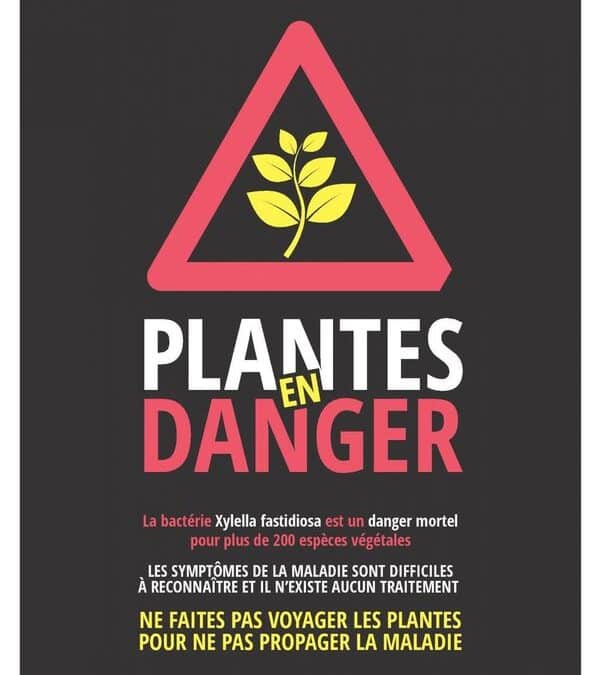 Lutte contre la bactérie Xylella fastidiosa